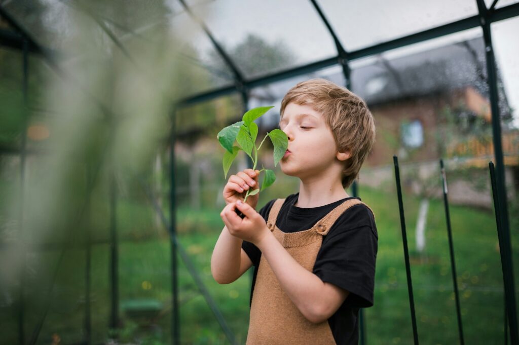 Little boy smelling pepper plant, when transplanting it in eco greenhouse, learn gardening.